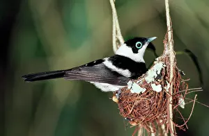 Monarchs: Pied Flycatcher / Monarch - male on nest in rainforest