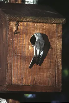 Boxes: PIED FLYCATCHER - at nest box