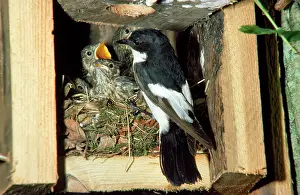 Ficedula: Pied Flycatcher - at nest feeding young