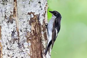 Ficedula: Pied Flycatcher - at nest in White Birch Tree (