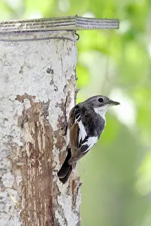 Ficedula: Pied Flycatcher - at the nest in White Birch Tree