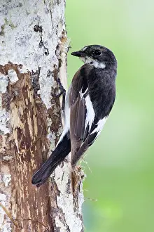 Ficedula: Pied Flycatcher - at nest in a White Birch Tree
