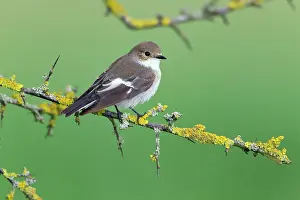 Ficedula: Pied Flycatcher - pale plumage variation