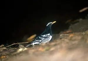 Zoothera: Pied Ground Thrush - Male in January