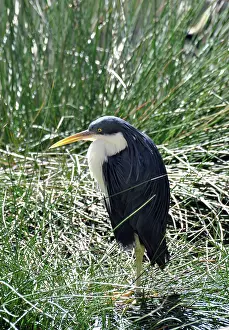Picata: Pied Heron