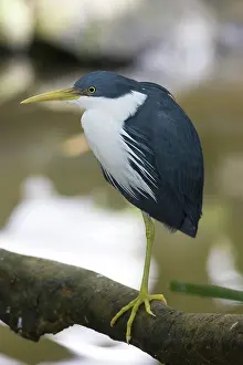 Picata: Pied Heron