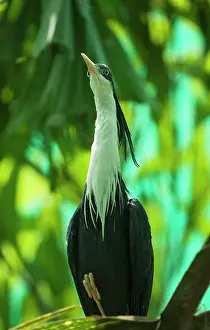 Townsville: Pied Heron