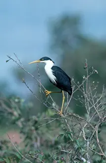 Picata: Pied Heron