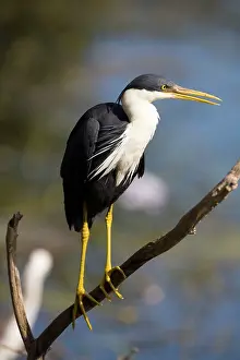 Picata: Pied Heron - on branch