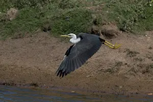 31517: Pied Heron in flight There was a crocodile in this poo