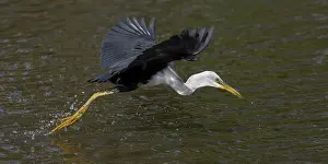 31517: Pied Heron in flight There was a crocodile in this poo