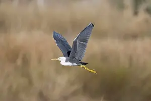 Picata: Pied Heron - Immature bird in flight
