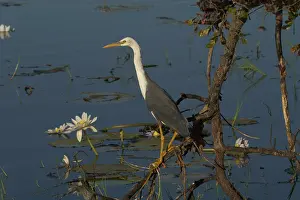 Billabongs: Pied Heron - Juvenile