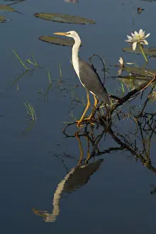Billabongs: Pied Heron - Juvenile