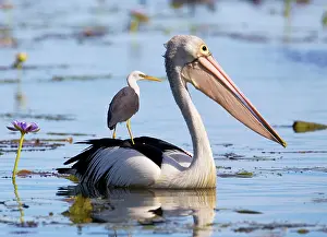 Conspicillatus: Pied Heron riding on Australian Pelican (Pelecanus