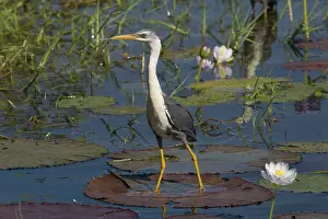 Billabongs: Pied Heron - standing on waterlily leaf