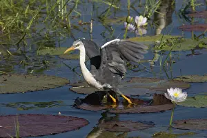 Billabongs: Pied Heron - taking off