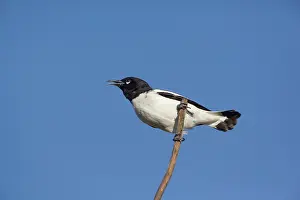 Honeyeaters: Pied Honeyeater