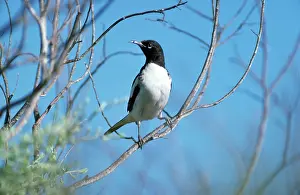 Variegatus: Pied Honeyeater - juvenile