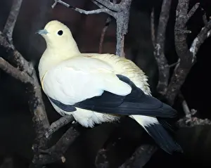 Ducula: Pied Imperial Pigeon