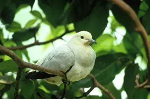 Imperial: Pied Imperial Pigeon