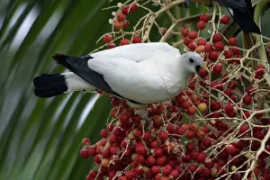 Ducula: Pied Imperial Pigeon - Eating berries