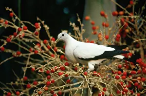 Ducula: Pied Imperial Pigeon - feeding on Gronophyllum Palm Tree