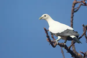 Ducula: Pied Imperial-Pigeon - perched on a branch