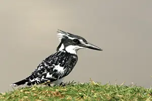Ceryle: Pied Kingfisher