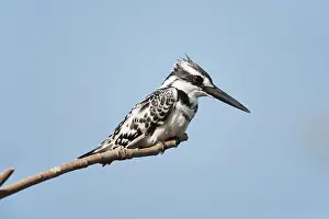 Ceryle: Pied Kingfisher