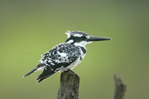Ceryle: Pied Kingfisher