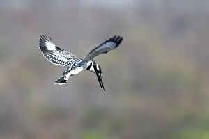 Ceryle: Pied Kingfisher