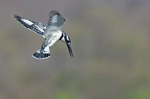 Ceryle: Pied Kingfisher