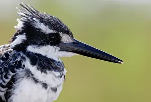 Ceryle: Pied Kingfisher