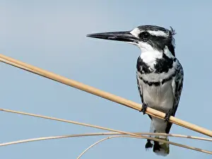 Ceryle: Pied Kingfisher
