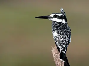 Ceryle: Pied Kingfisher