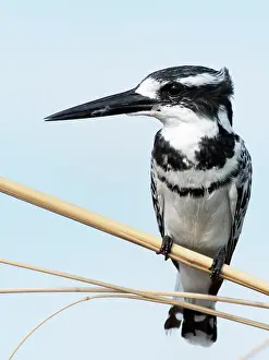 Ceryle: Pied Kingfisher