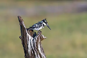 Ceryle: Pied Kingfisher