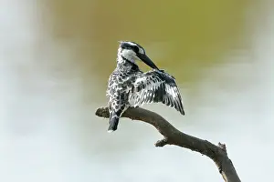 Riverine: Pied Kingfisher