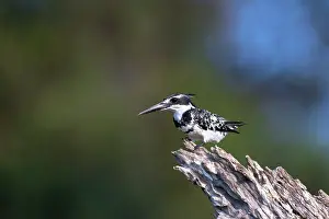 Ceryle: Pied Kingfisher