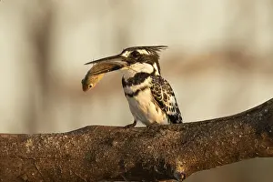 Catch: Pied Kingfisher (Ceryle rudis) with fish prey in its beak