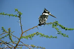 Ceryle: Pied Kingfisher, (Ceryle rudis), on riverside