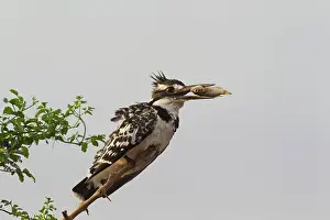 Lakeshore: Pied Kingfisher - female - Having just caught a