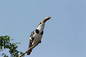 Lakeshore: Pied Kingfisher - female - Having just caught a