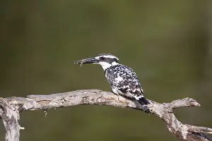 Ceryle: Pied Kingfisher - with fish
