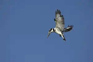 Ceryle: Pied Kingfisher - hovering - Botswana, Africa