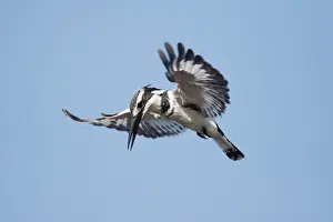 Ceryle: Pied Kingfisher hovering in flight whilst hunting for fish