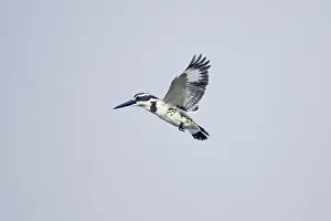 Ceryle: Pied Kingfisher - hovering whilst looking for fish