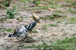 Ceryle: Pied kingfisher in Kruger National park, South Africa