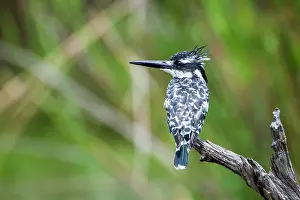 Ceryle: Pied kingfisher in Kruger National park, South Africa